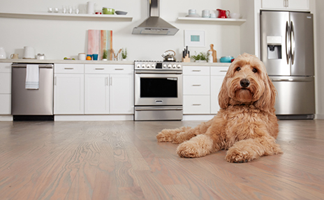 Goldendoodle on Luxury Vinyl Floor in Kitchen